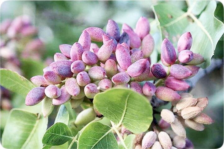 ۳۴ درصد پسته کشور در باغ‌های رفسنجان تولید می‌شود